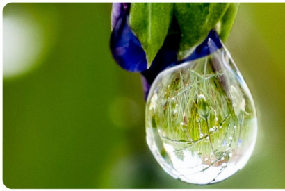 Peut-on vapoter des huiles essentielles ? | Phytovape & risques