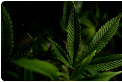 Vapoter du CBD pour arrêter de fumer