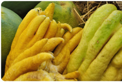 Découvrez une nouvelle saveur : La main de Bouddha 